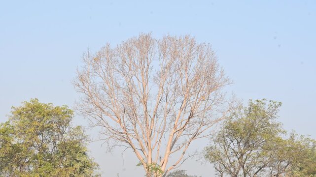 Without Leaves Ficus religiosa tree in the autumn season. Its other names are the bodhi tree, pippala tree, peepul tree or ashwattha tree. 