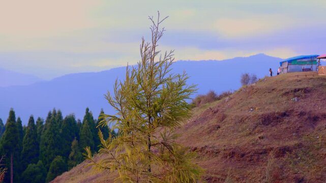 Japanese Cedar or Pine tree swaying in wind