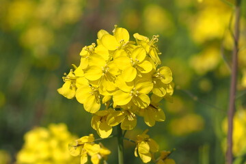 Obraz premium 花 植物 花畑 Flower field in the evening