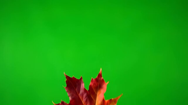 Autumn Maple Leaf Falling on Green Screen Background.