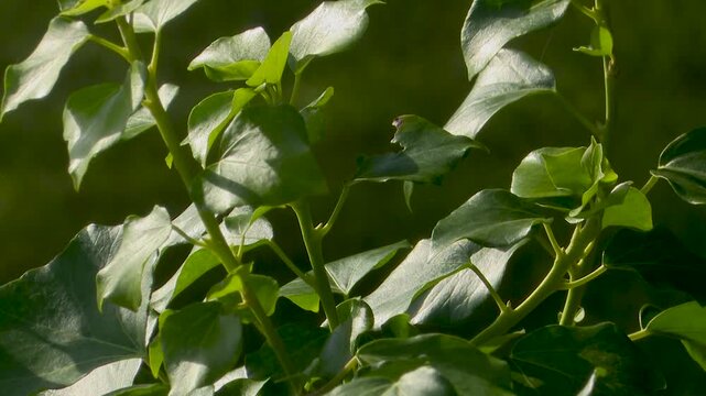 Close up of green ivy leaves and stems in sunlight detailed view of and their