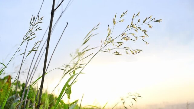Summer time. Wild grass stalks against the sunset sky in a field