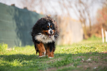 Naklejka premium Happy Bernese Mountain Dog walking on grassy field in natural light. Large tricolor companion dog in motion.