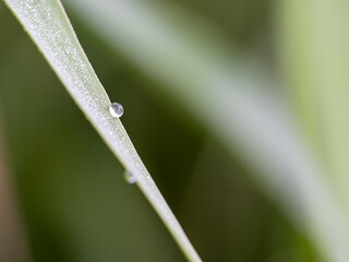 朝露をまとった葉先の水滴を捉えた幻想的なマクロ写真 © Banboole Photo Works