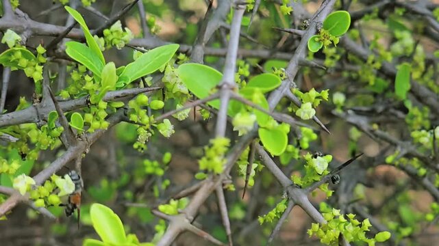 Honeybees drink nectar from the small flowers of the thorny Canthium coromandelicum shrub. As they forage, their bodies brush against the stamens, picking up pollen and driving crucial pollination.