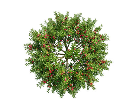 Full apple tree viewed from directly above showcasing abundant red fruit and lush green leaves isolated on transparent background