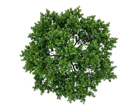 Lush green oak tree viewed from above showing dense foliage and detailed branches captured as an isolated element on transparent background