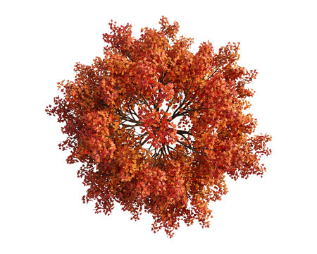 Vibrant maple tree with colorful autumn leaves captured from a high angle view for landscape design on transparent background