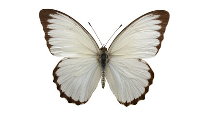 White butterfly with brown wing edges and dark body © Lena