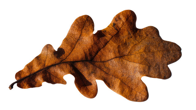 Brown oak leaf with visible veins and lobes