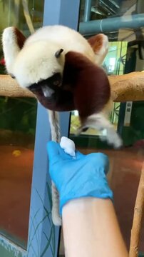 Coquerel sifaka lemur hanging from a branch