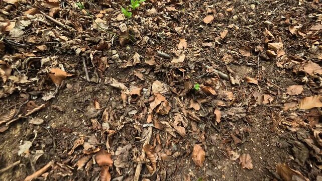 Footage shows natural forest floor with leaves. Bigar Waterfall, Stara Planina. (Balkan Mountains), Serbia.