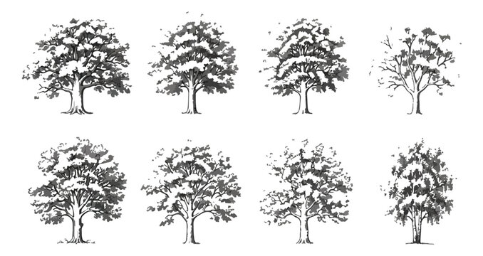 Vintage hand drawn tree sketches, set of 8 black and white botanical vector illustrations, rustic ink style forest trees for landscape design