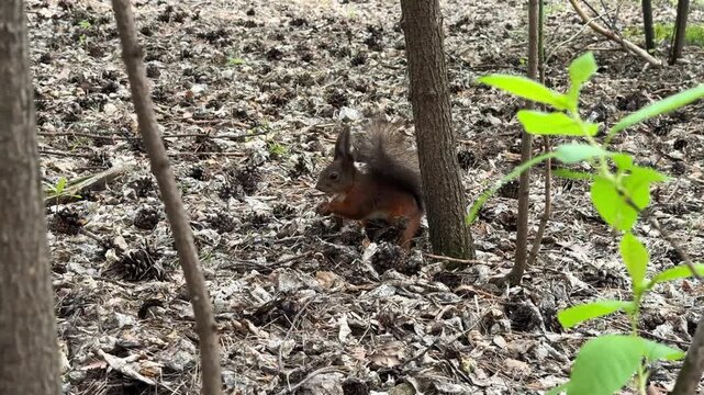 A red squirrel digs through the undergrowth and eats in a pine forest. 4K footage