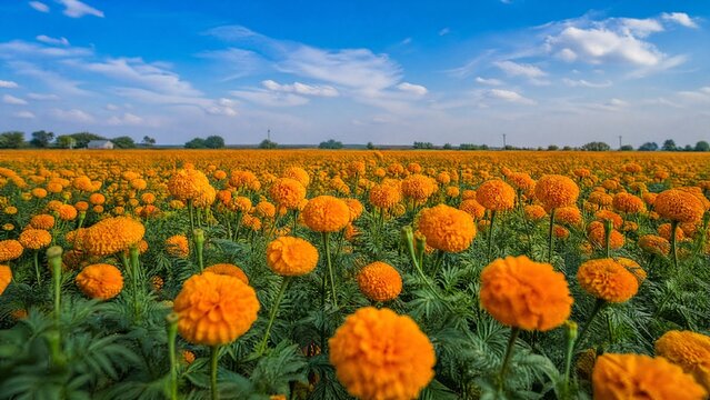 A vast field of marigold flowers in full bloom under a bright sky in Gujarat, India.