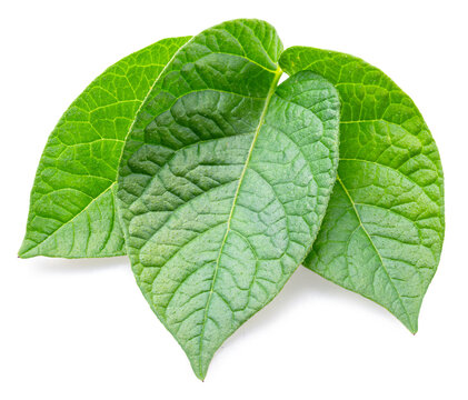 Three green young potato leaves isolated on a white background.