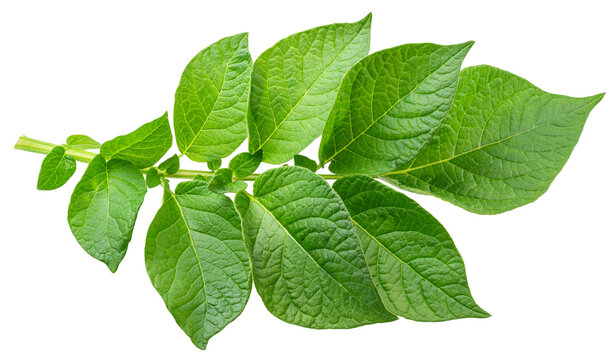 Fresh green potato leaves on a twig isolated on a white background.