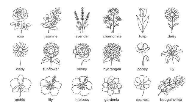 Black and white botanical flower line art set with labeled floral drawings including rose, lavender, tulip, lily, sunflower, peony and orchid.