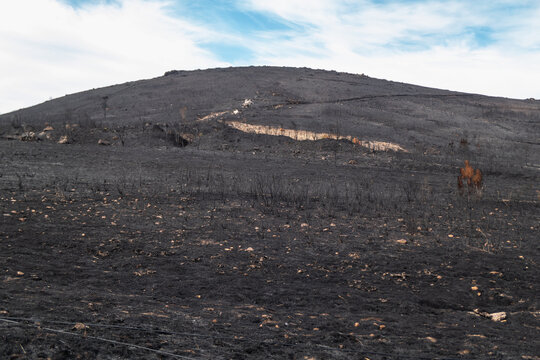 Encosta completamente queimada ap&oacute;s inc&ecirc;ndio florestal, mostrando o ch&atilde;o tomado por cinzas escuras e restos de vegeta&ccedil;&atilde;o sob um c&eacute;u parcialmente nublado