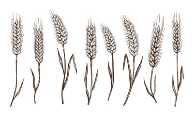 Fototapeta premium Wheat bread ears hand drawn vector illustration.