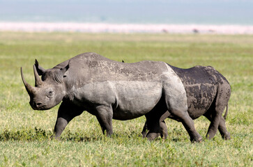 Fototapeta premium Rhinocéros noir,