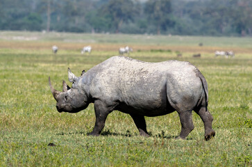 Fototapeta premium Rhinocéros noir,