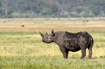 Rhinocéros noir, © JAG IMAGES