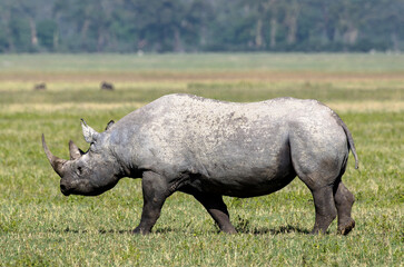 Fototapeta premium Rhinocéros noir,