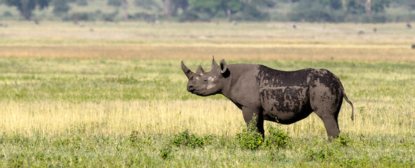 Rhinocéros noir, © JAG IMAGES