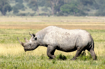 Fototapeta premium Rhinocéros noir,