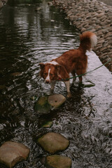 Dog border collie in the park © Юлия Батаева