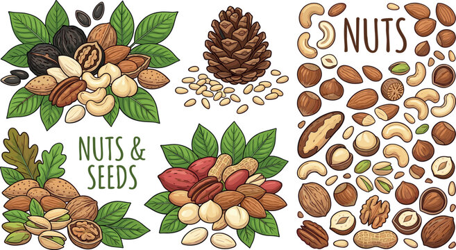 Healthy Organic Nuts and Seeds Vector Set with Almonds Cashews Walnuts and Hazelnuts Hand Drawn Illustration Design