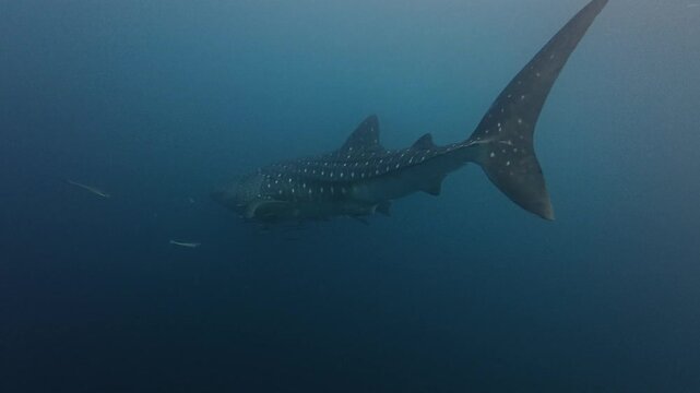 Underwater footage of a single whale shark diving down into the deep blue ocean water