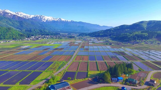 【ドローン撮影】初夏の白馬村・水田の風景