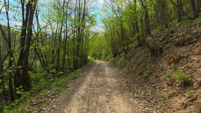 Dirt path winds through vibrant green forest. Bigar Waterfall, Stara Planina. (Balkan Mountains), Serbia.