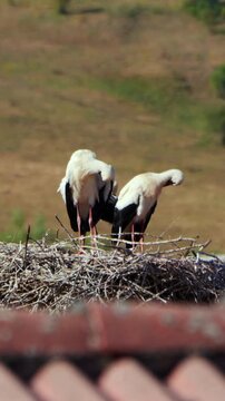 Video vertical de cig&uuml;e&ntilde;as blancas acical&aacute;ndose en la zona de Ria&ntilde;o