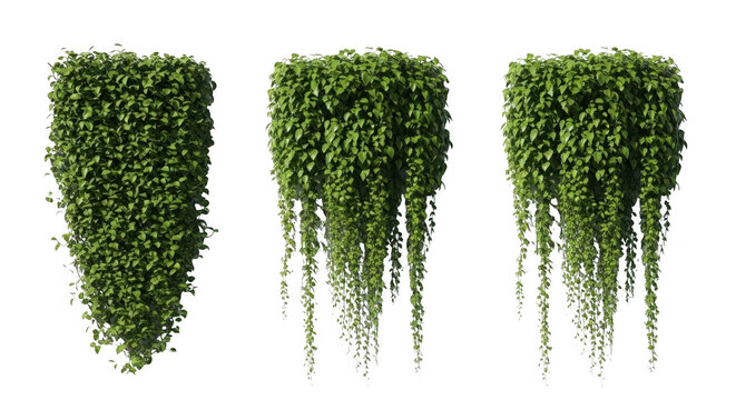 Set of three hanging ivy plant clusters as transparent object