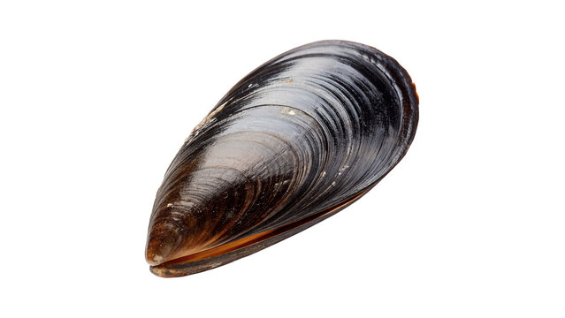 A natural textured ribbed dark blue or black bivalve mussel sea shell isolated on transparent background cut out