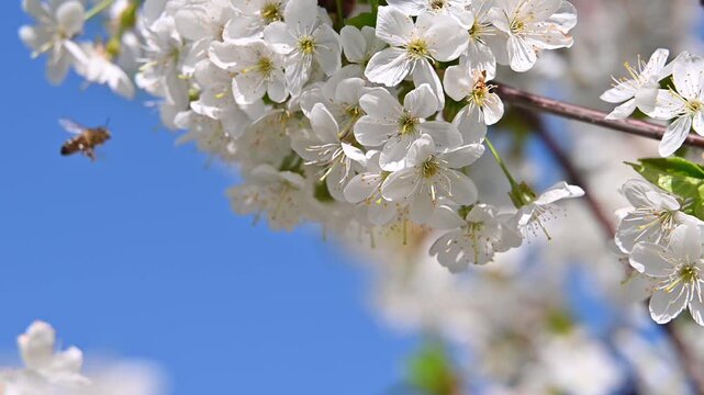 Blossoming tree branches with white flowers and honey bees flying to collect pollen in spring garden