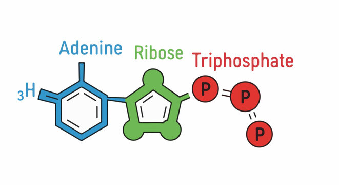 A diagram illustrates the molecular structure of Adenosine Triphosphate (ATP) and its components