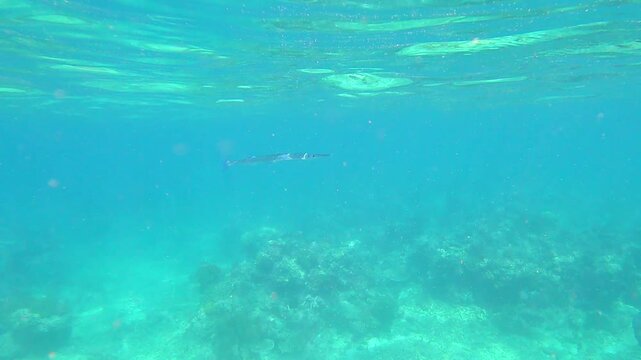 Needlefish swimming in the Great Barrier Reef, the world's largest coral reef ecosystem