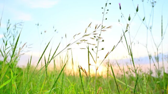 Summer time. Wild grass stalks against the sunset sky in a field