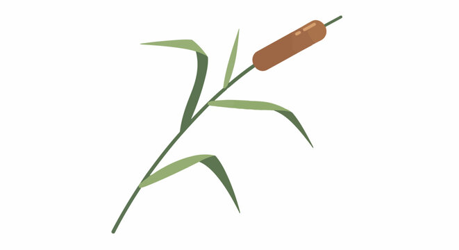 A cattail stalk with green leaves and a brown seed head on a white background