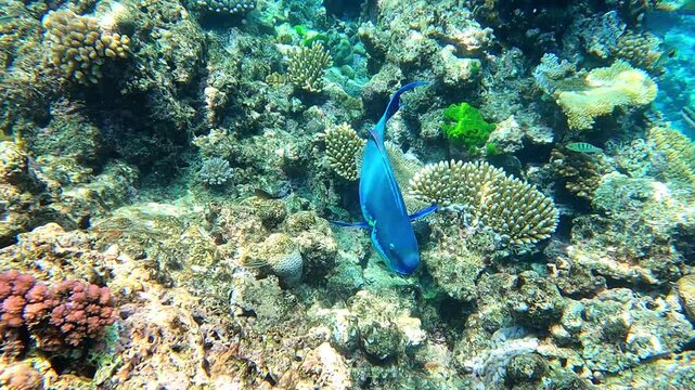 Funny parrotfish in the Great Barrier Reef, the world's largest coral reef ecosystem. Eating corals, they produce sand 