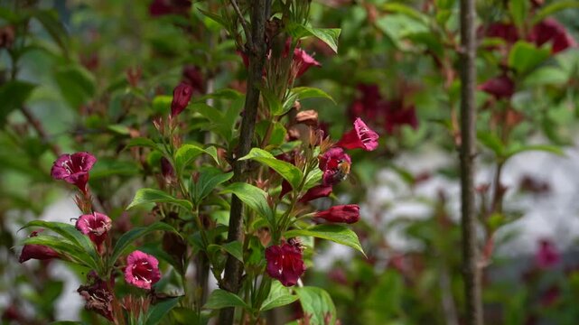 Vid&eacute;o au ralenti macro d&rsquo;un bourdon butinant des fleurs de weigelia dans un jardin