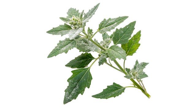 lambsquarters plant chenopodium  lebeda isolated on transparent background cut out