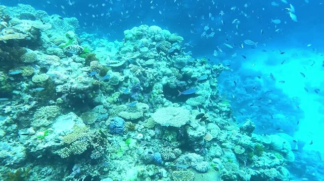 Great Barrier Reef, the world's largest coral reef ecosystem. It can be seen from outer space and is the world's biggest structure made by living organisms
