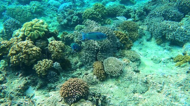 Funny parrotfish in the Great Barrier Reef, the world's largest coral reef ecosystem. Eating corals, they produce sand 