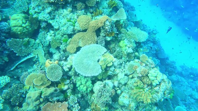 Great Barrier Reef, the world's largest coral reef ecosystem. It can be seen from outer space and is the world's biggest structure made by living organisms