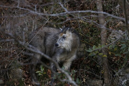 Japanese serow hidden in dense mountain forest
